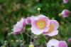 Anemone Hybride Ouverture