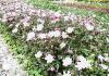 Anemone hybrida Serenade