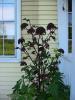 Angelica Gigas