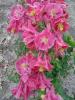 Aquilegia Vulgaris Winky