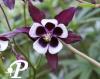 Aquilegia William Guiness