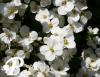 Arabis caucasica