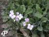 Arabis caucasica rosea