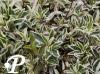 Arabis ferdinandi coburgi Variegata