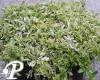 Arabis ferninandi coburgi Old Gold