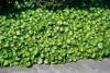 Asarum Europaeum