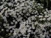 Aster Ericoides Prostrata