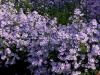 Aster Novi Belgii Brigitte