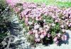 Aster dumosus Alice Haslam