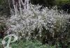 Aster ericoides Golden Spray