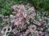 Aster laterifolius Prince
