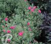 Aster novae angliae Alma Potschke