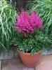 Astilbe Younique Verslilac