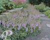 Astilbe chinensis pumila
