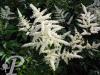 Astilbe japonica Deutschland