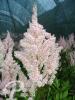 Astilbe rosea Peach Blossom