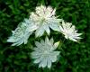 Astrantia Major Snowstar