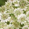 Astrantia major star of billion