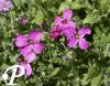 Aubrieta Leichlinii