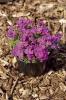 Aubrieta bubble purple