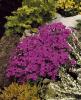Aubrieta gracilis kitte rose improved