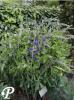 Baptisia australis