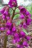 Bergenia Bressimgham ruby