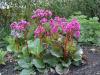 Bergenia eroica