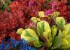 Bergenia solar flare