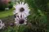 Berkheya silver spike
