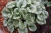 Brunnera Macrophyllium Esmerald Mist