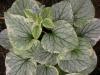 Brunnera Macrophyllum King Ransom