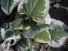 Brunnera macrophylla Variegata