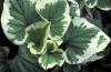 Brunnera macrophylla hadspen cream
