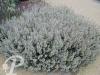 Calamintha Nepeta