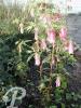 Campanula hybride Elizabeth