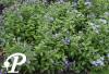 Campanula lactifolia Pricahrds Variety