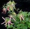 Campanula pink Octopus