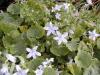 Campanula portenschlagiana E.H. Frost