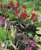 Canna Ambassador