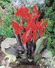 Canna Black Knight