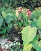 Canna Chinese Coral