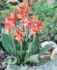 Canna City of Portland