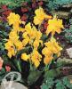 Canna En Avant