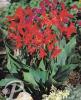 Canna Fire Bird