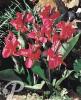 Canna Grand Duc
