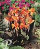 Canna Ingeborg