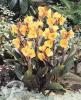 Canna Louis Cotton