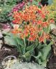 Canna Lucifer