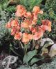 Canna Mrs. Oklahoma